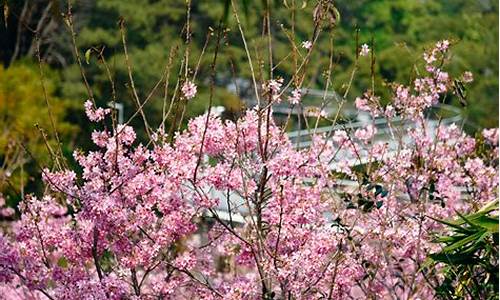 狐尾山公园樱花几月开_狐尾山樱花美篇